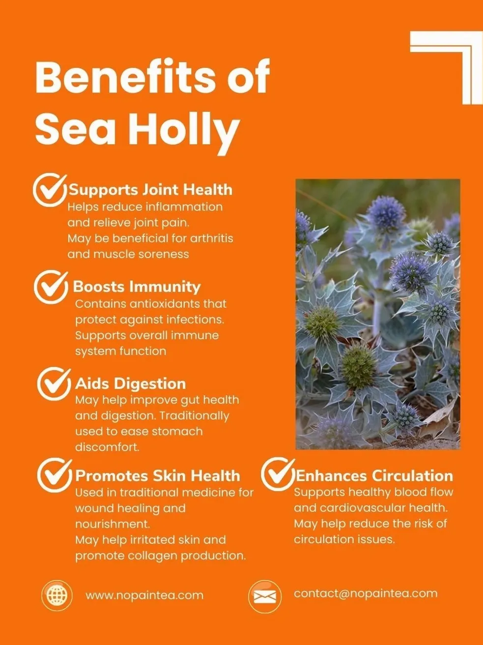 Benefits of Sea Holly infographic illustration.