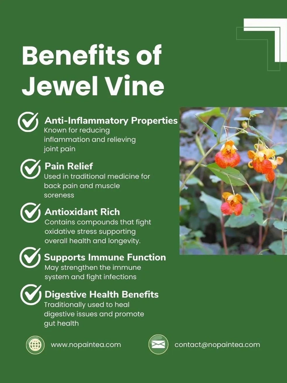 Benefits of Jewel Vine informational poster.
