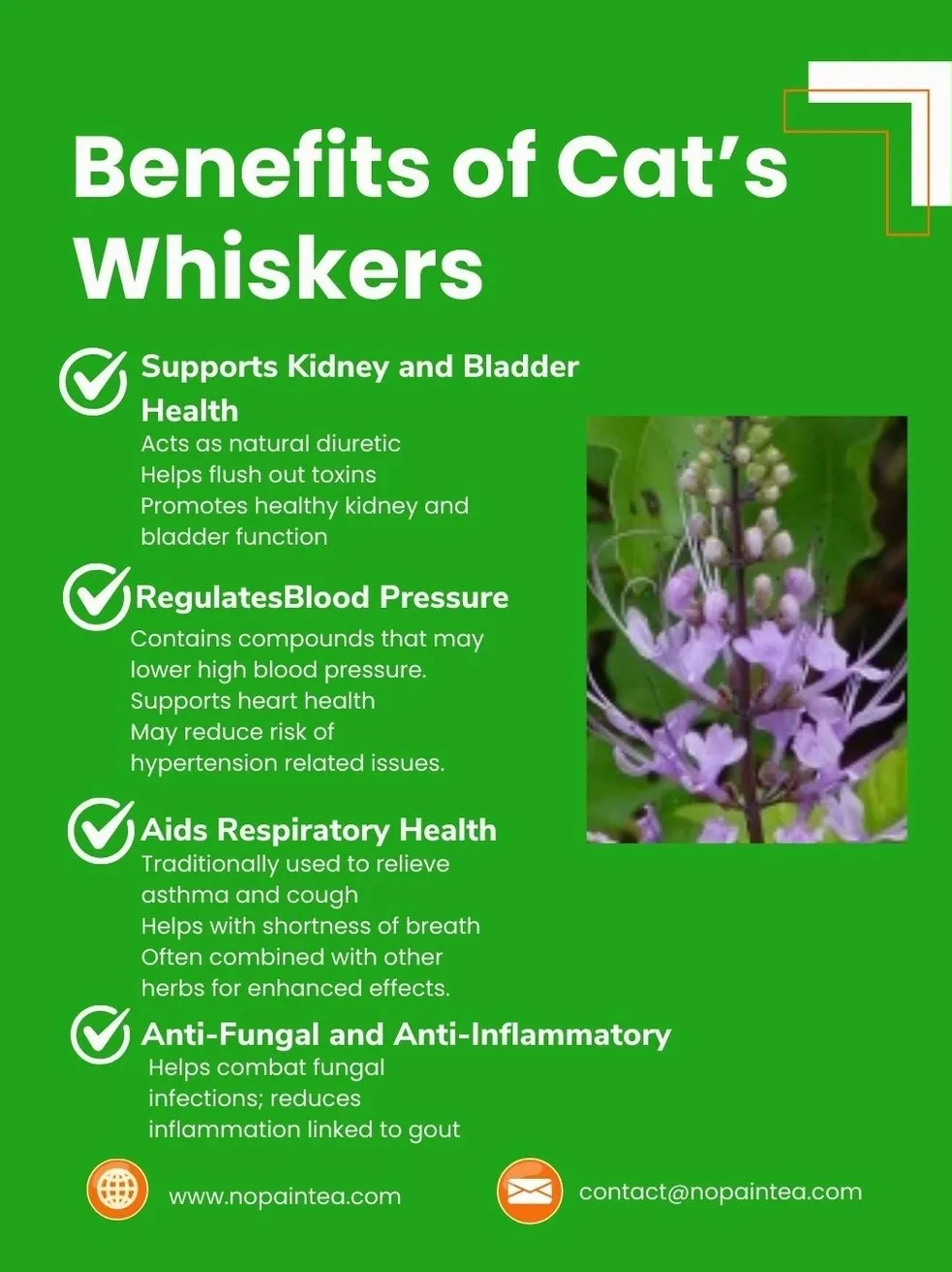 Cat's Whiskers health benefits infographic.